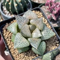 Rare Succulents - Haworthia Comptoniana Hakugei (3.5”)