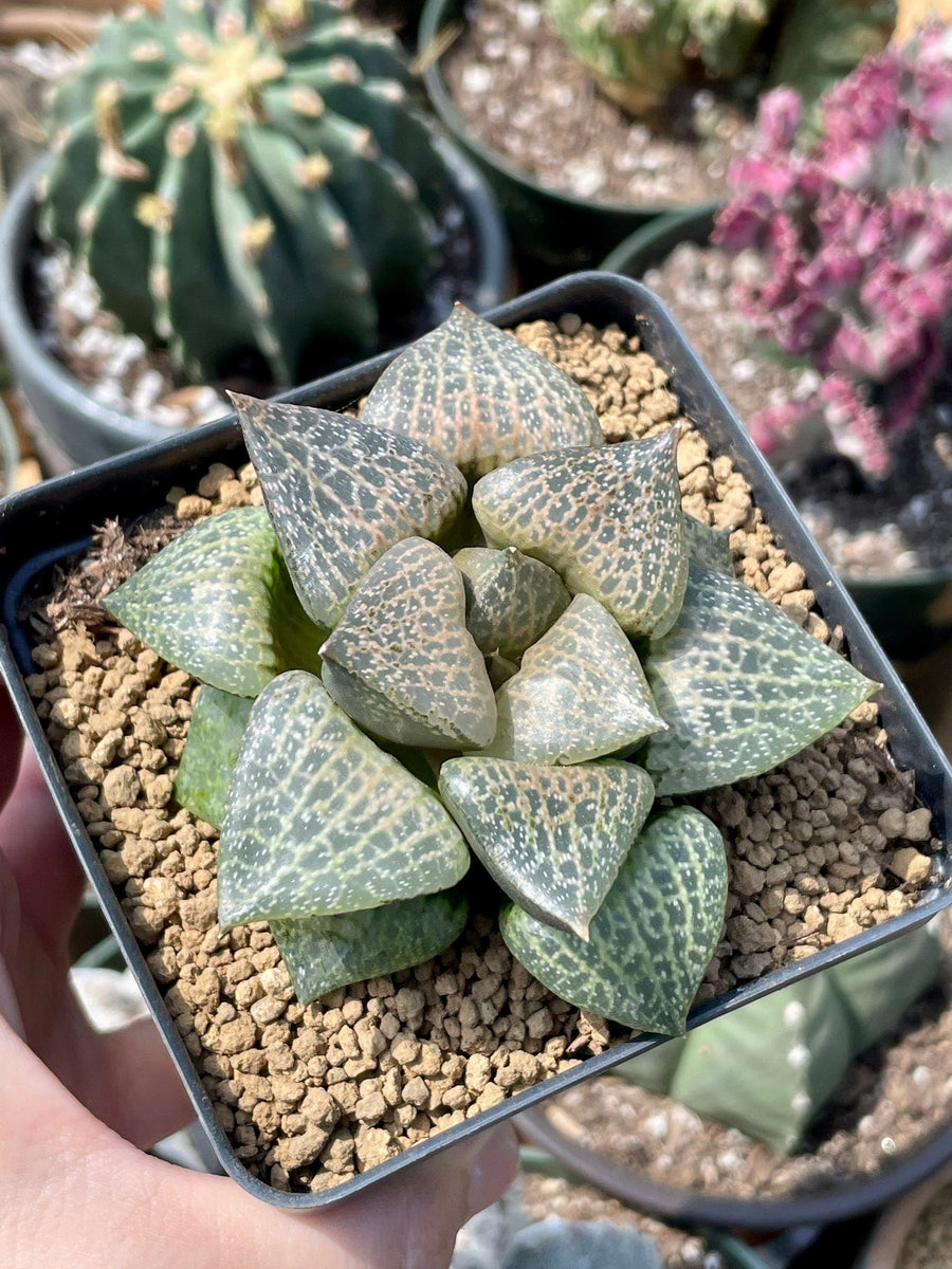 Rare Succulents - Haworthia Comptoniana Hakugei (3.5”)