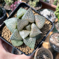 Rare Succulents - Haworthia Comptoniana Hakugei (3.5”)