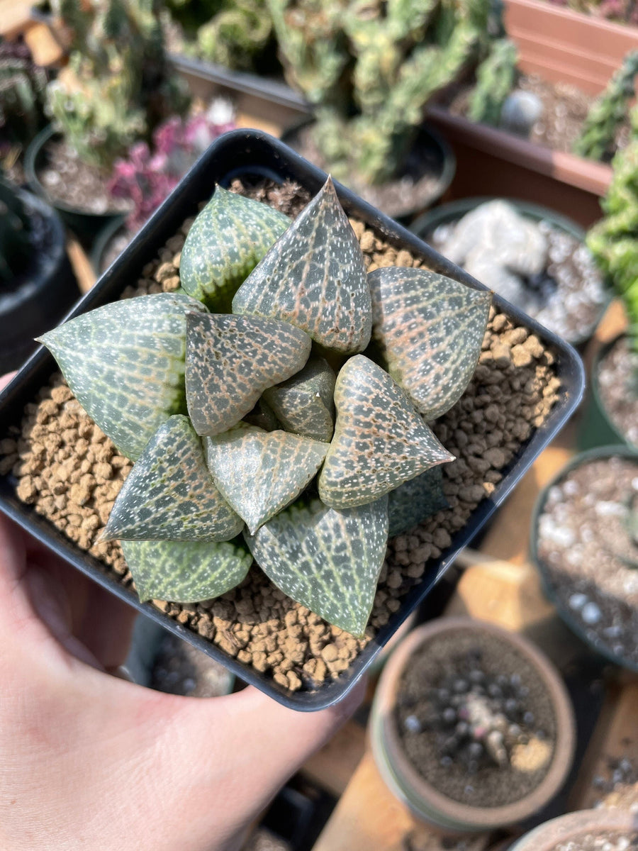 Rare Succulents - Haworthia Comptoniana Hakugei (3.5”)