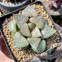 Rare Succulents - Haworthia Comptoniana Hakugei (3.5”)