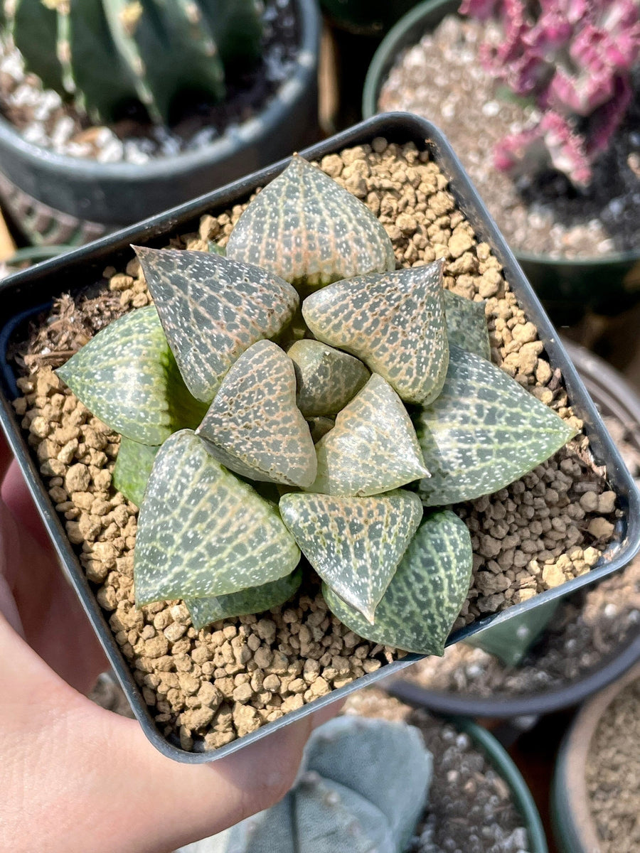 Rare Succulents - Haworthia Comptoniana Hakugei (3.5”)