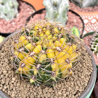 Rare Cactus - Gymnocalycium Baldianum Variegata