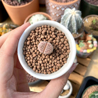 Rare Succulents - Lithops Olivacea single (0.7”)