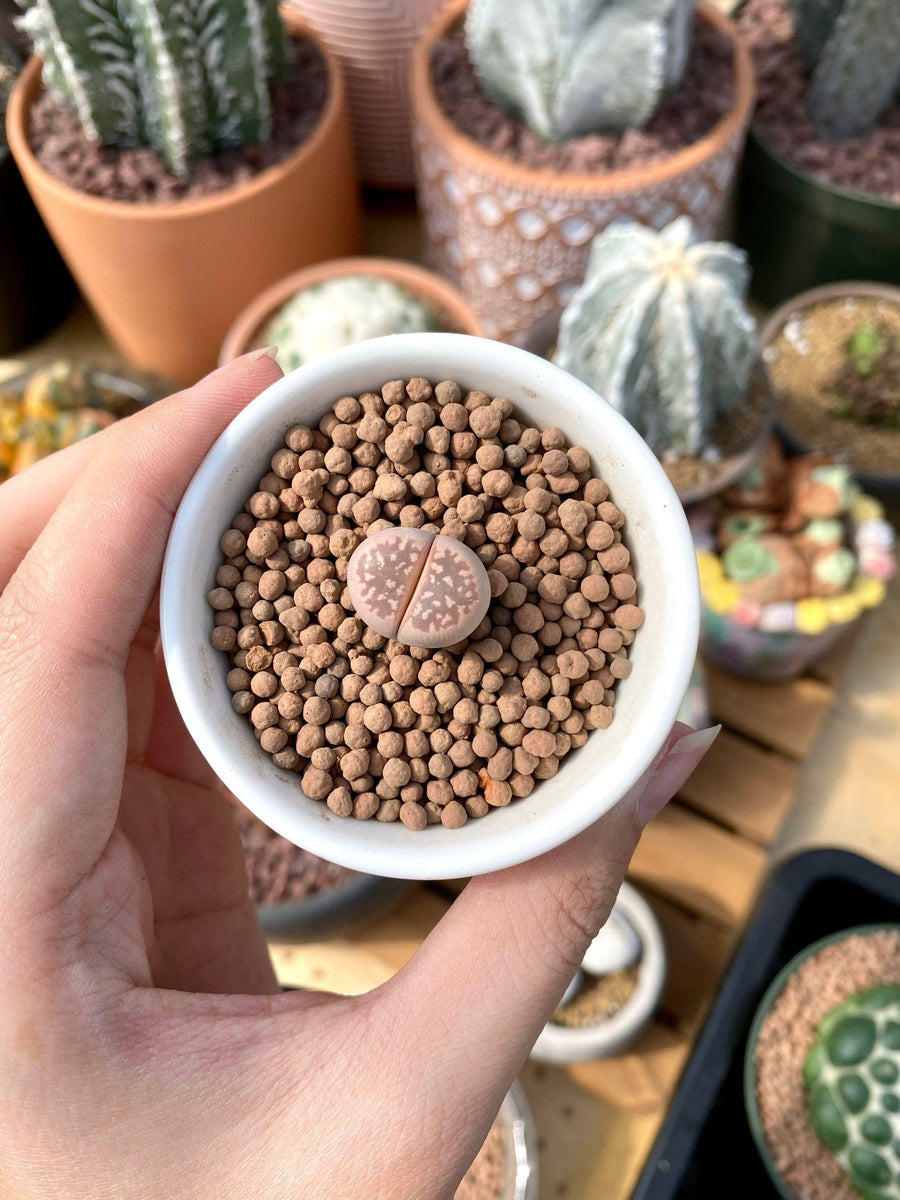 Rare Succulents - Lithops Olivacea single (0.7”)