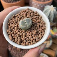 Rare Succulents - Lithops Olivacea single (0.7”)