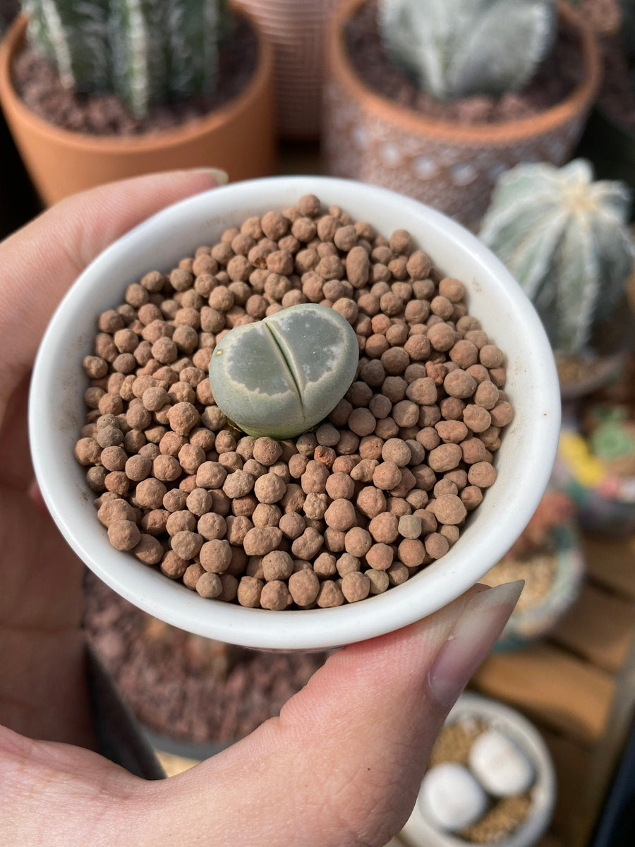 Rare Succulents - Lithops Olivacea single (0.7”)