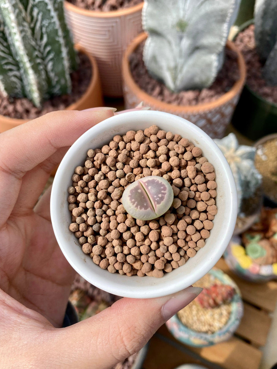 Rare Succulents - Lithops Olivacea single (0.7”)