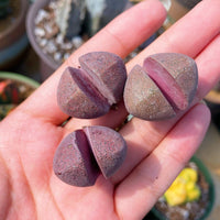 Rare Succulents - Pleiospilos Nelii Royal Flush (0.8”)