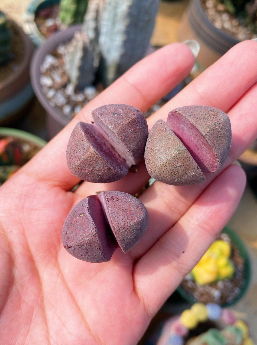 Rare Succulents - Pleiospilos Nelii Royal Flush (0.8”)