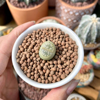 Rare Succulents - Lithops Olivacea single (0.7”)