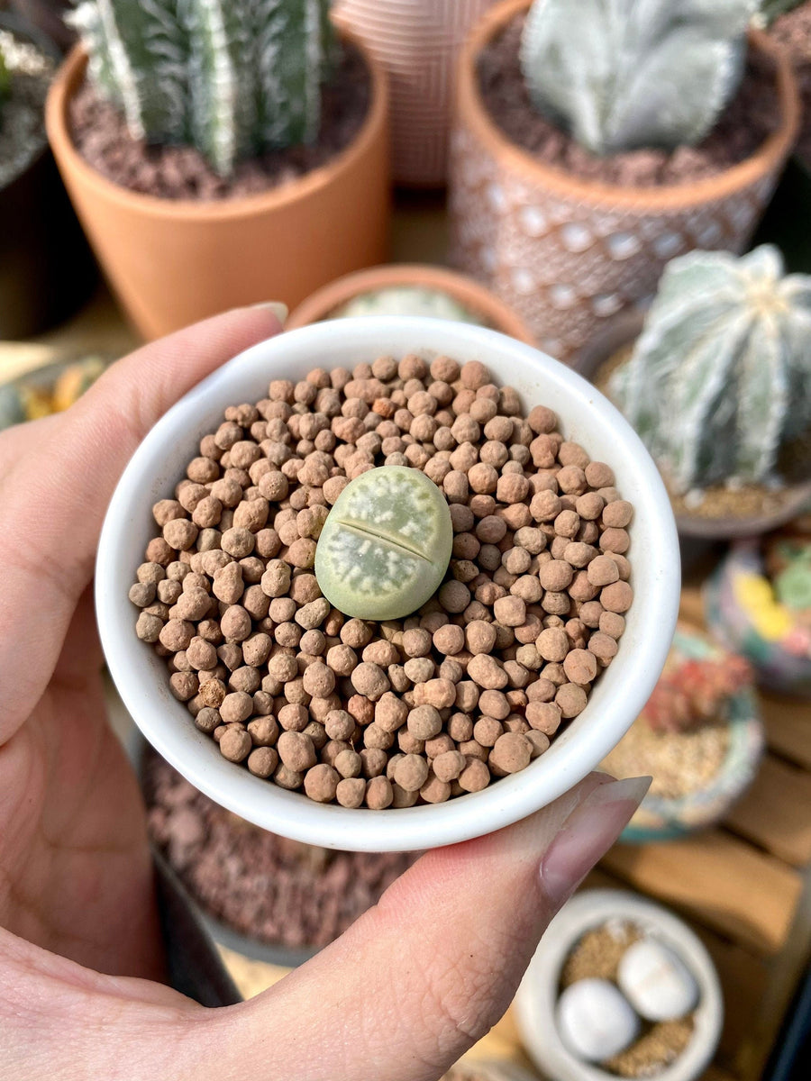 Rare Succulents - Lithops Olivacea single (0.7”)