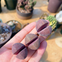 Rare Succulents - Pleiospilos Nelii Royal Flush (0.8”)