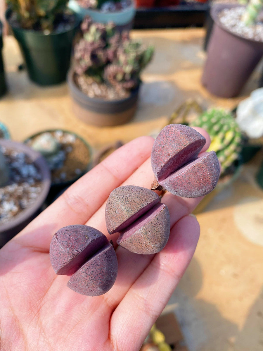 Rare Succulents - Pleiospilos Nelii Royal Flush (0.8”)