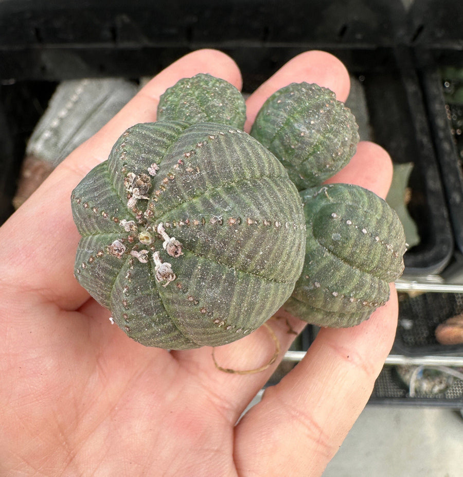 Rare Euphorbia - Euphorbia Obesa small cluster