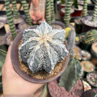 Rare Cactus - Astrophytum Myriostigma cv. onzuka Fukuryu