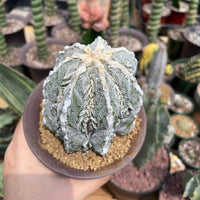 Rare Cactus - Astrophytum Myriostigma cv. onzuka Fukuryu