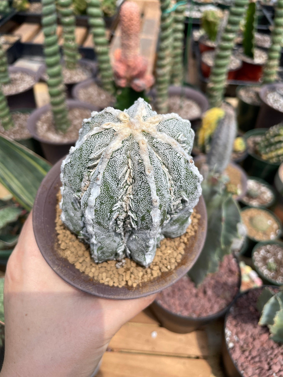 Rare Cactus - Astrophytum Myriostigma cv. onzuka Fukuryu