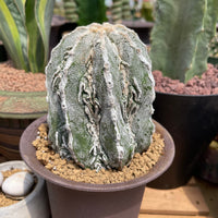 Rare Cactus - Astrophytum Myriostigma cv. onzuka Fukuryu