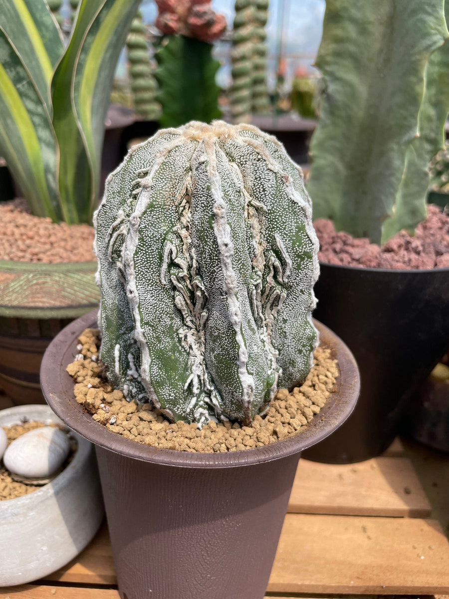 Rare Cactus - Astrophytum Myriostigma cv. onzuka Fukuryu