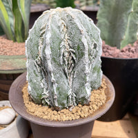 Rare Cactus - Astrophytum Myriostigma cv. onzuka Fukuryu