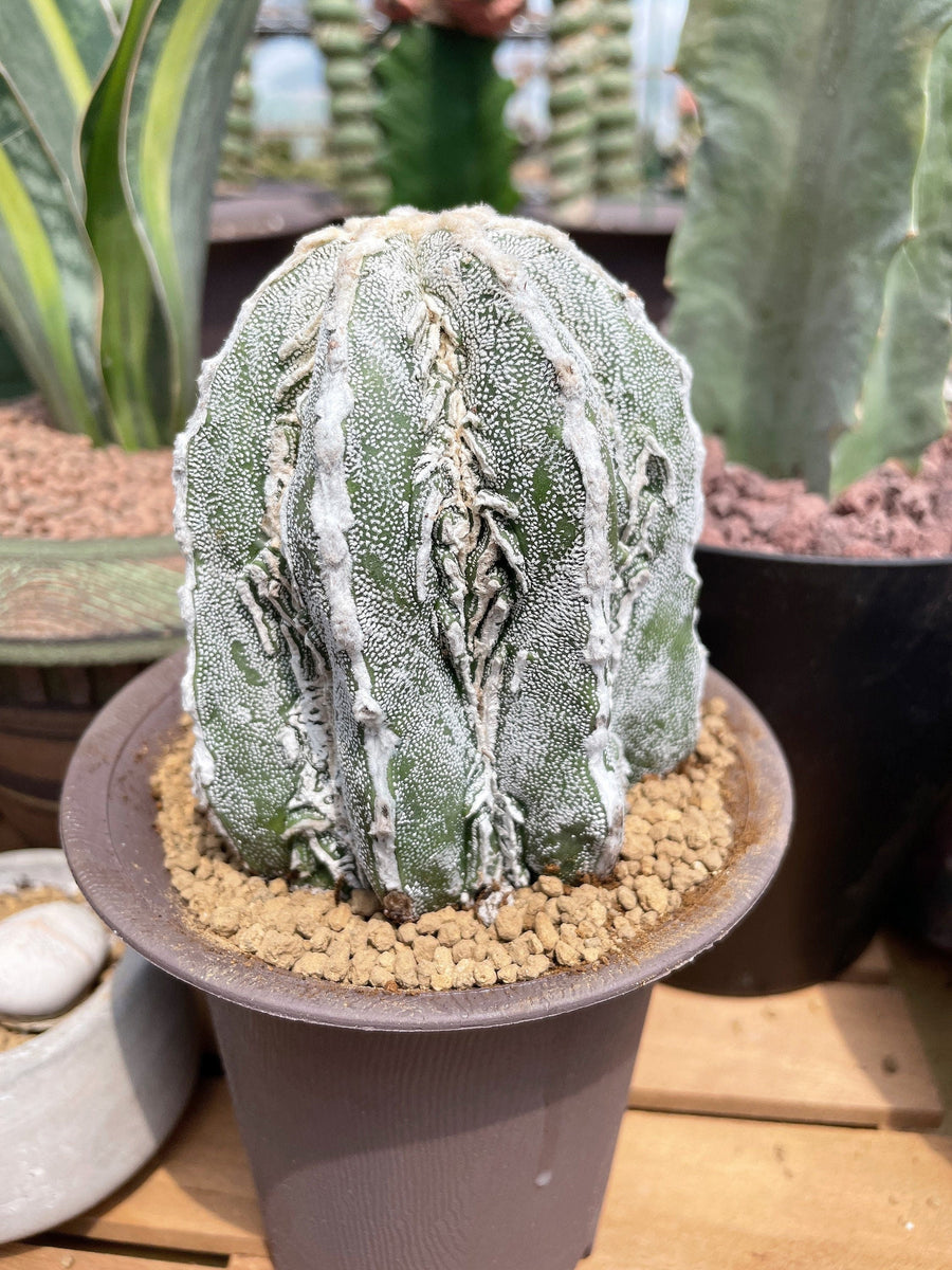 Rare Cactus - Astrophytum Myriostigma cv. onzuka Fukuryu