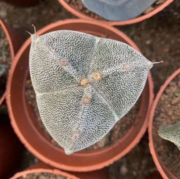 Rare Cactus - Astrophytum Myriostigma 3 sides (2”)