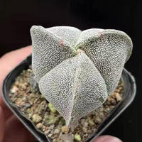 Rare Cactus - Astrophytum Myriostigma 3 sides (2”)