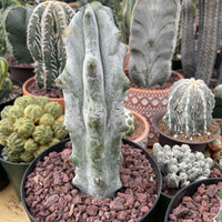 Rare Cactus - Stenocereus beneckei (10”)