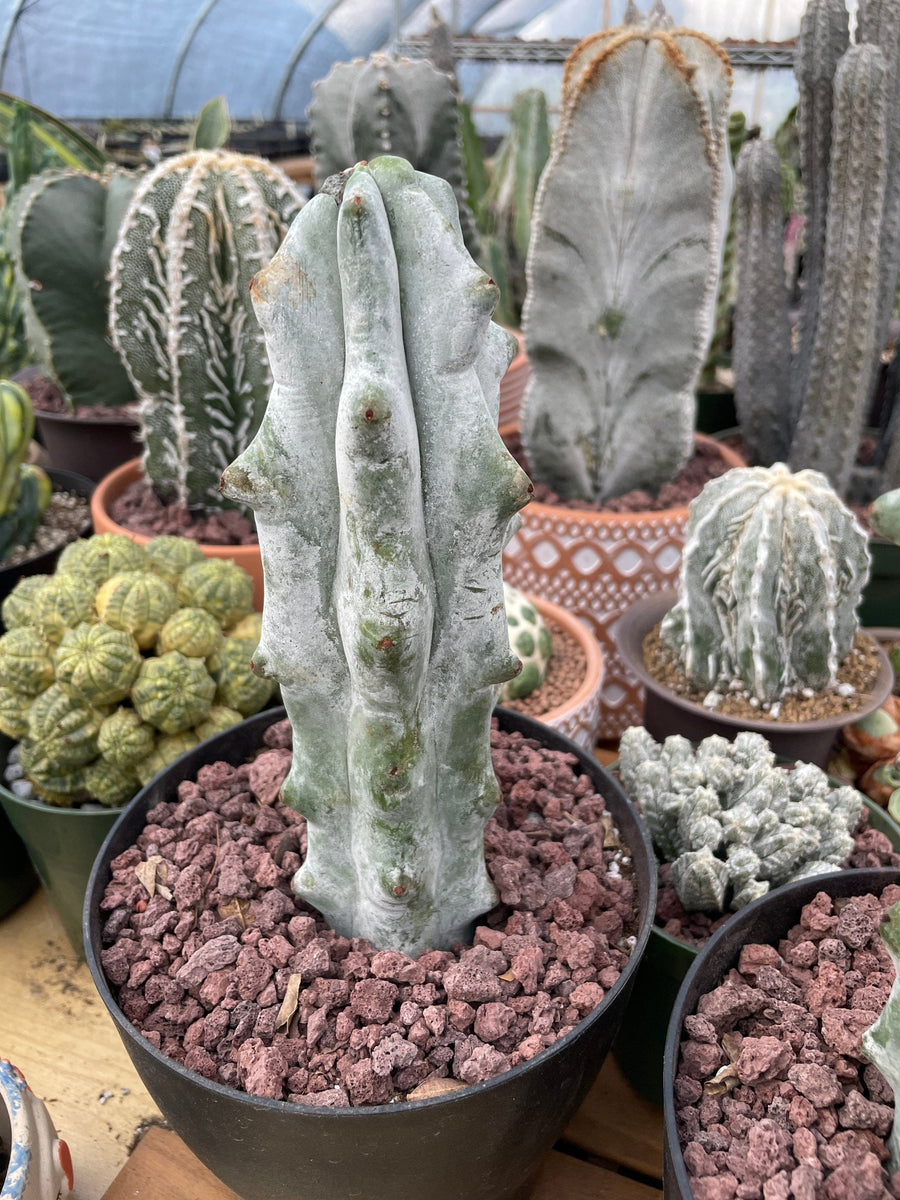 Rare Cactus - Stenocereus beneckei (10”)