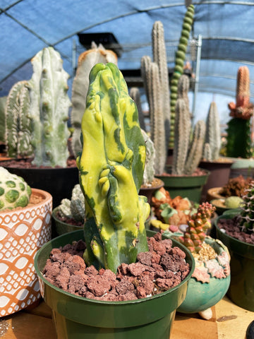 Rare Cactus - Myrtillocactus Geometrizans Fred variegated