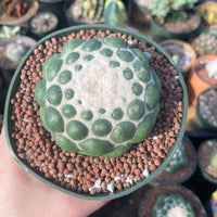 Rare Cactus - Coryphantha elephantidens cv. Inermis (5”)