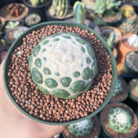 Rare Cactus - Coryphantha elephantidens cv. Inermis (5”)