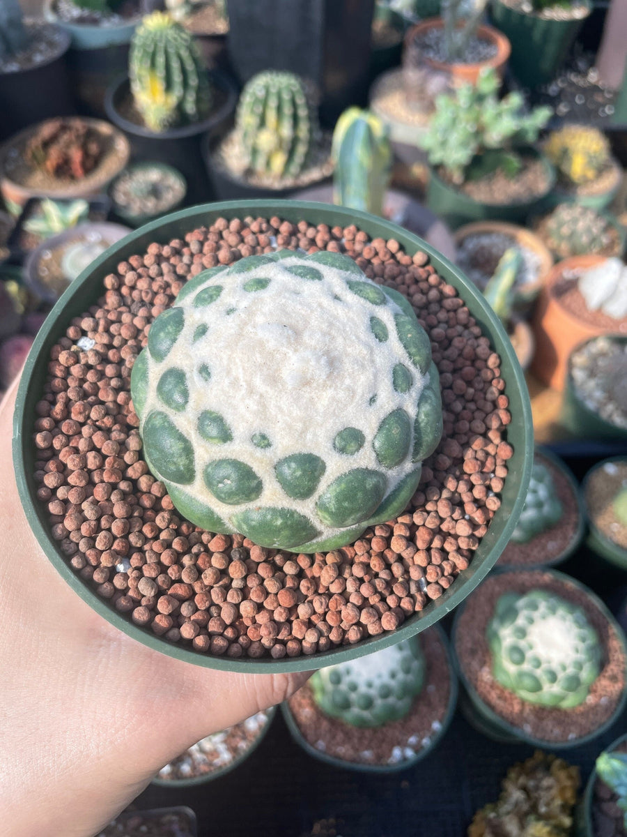 Rare Cactus - Coryphantha elephantidens cv. Inermis (5”)