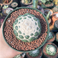 Rare Cactus - Coryphantha elephantidens cv. Inermis (5”)