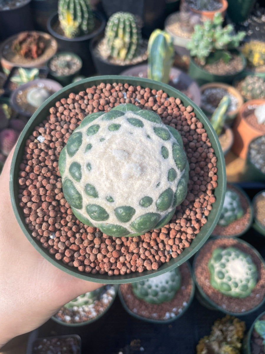 Rare Cactus - Coryphantha elephantidens cv. Inermis (5”)