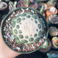 Rare Cactus - Coryphantha elephantidens cv. Inermis (5”)