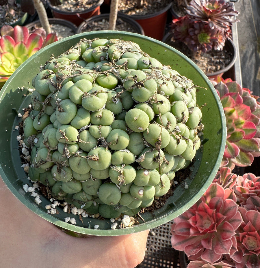 Rare Succulents - Conophytum Minutum large cluster