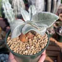 Rare Succulents - Sinningia leucotricha (no leaves)