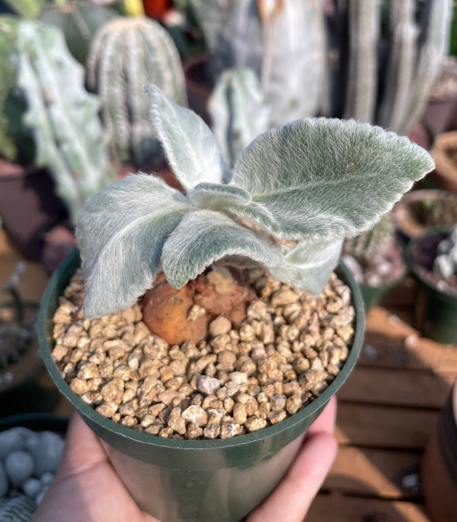 Rare Succulents - Sinningia leucotricha (no leaves)