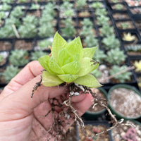 Rare Succulents - Haworthia golden obtusa mini/1pc