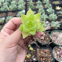 Rare Succulents - Haworthia golden obtusa mini/1pc
