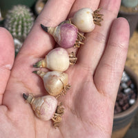 Rare Succulents - Hyacinthaceae Massonia pustulata (1 bulb, no leaves)