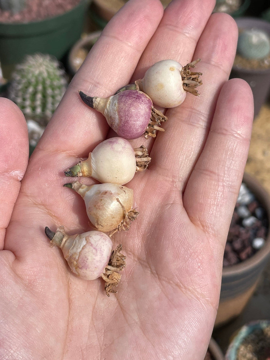 Rare Succulents - Hyacinthaceae Massonia pustulata (1 bulb, no leaves)