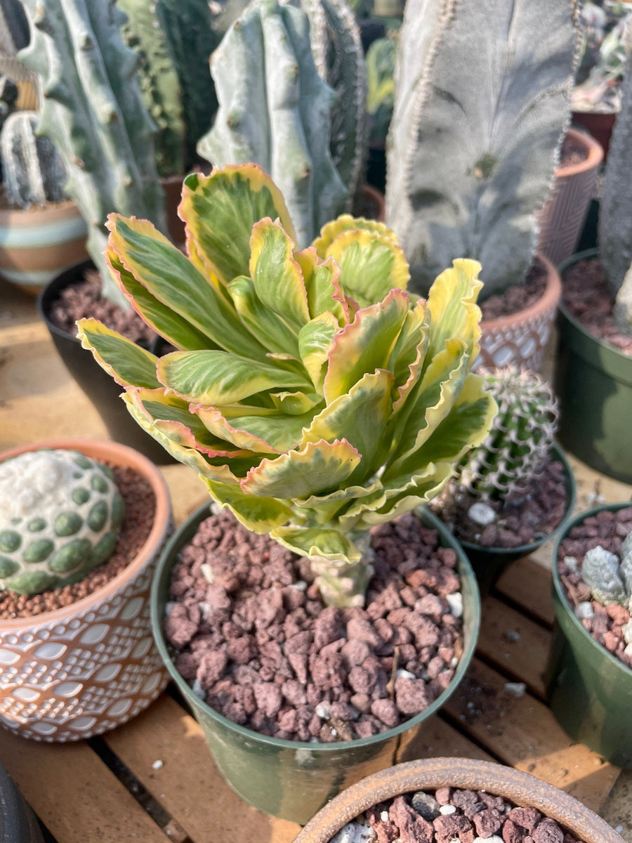 Rare Euphorbia - Euphorbia Poissonii Variegata (No Leaves)