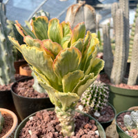 Rare Euphorbia - Euphorbia Poissonii Variegata (No Leaves)