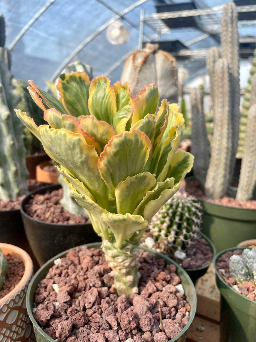 Rare Euphorbia - Euphorbia Poissonii Variegata (No Leaves)