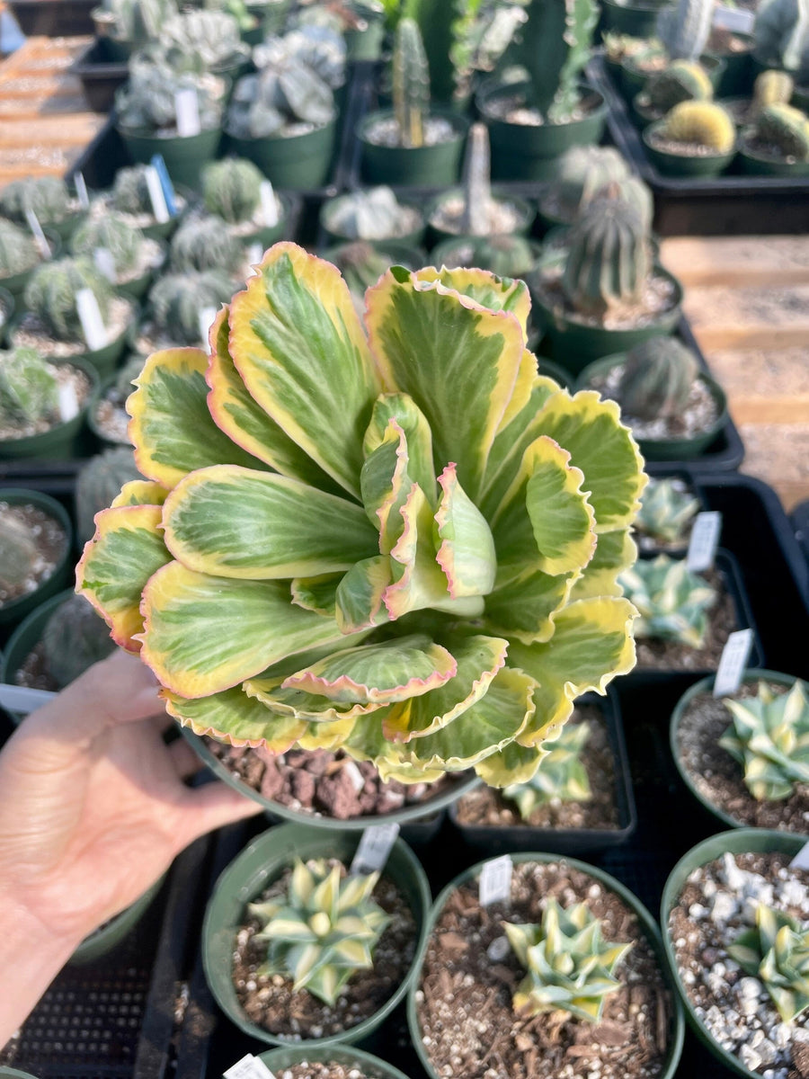 Rare Euphorbia - Euphorbia Poissonii Variegata (No Leaves)