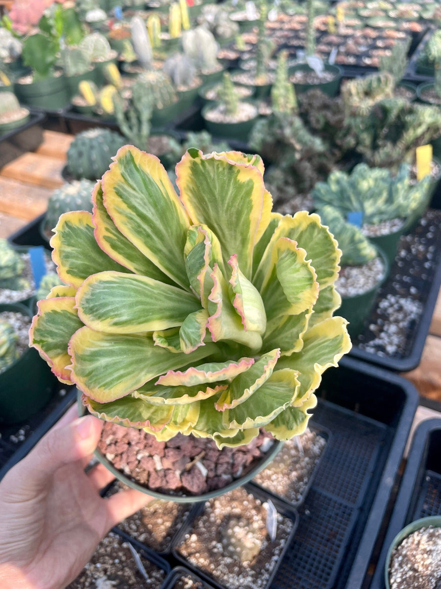 Rare Euphorbia - Euphorbia Poissonii Variegata (No Leaves)