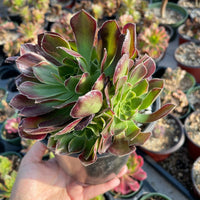 Rare Succulents - Aeonium Anna Variegated cluster